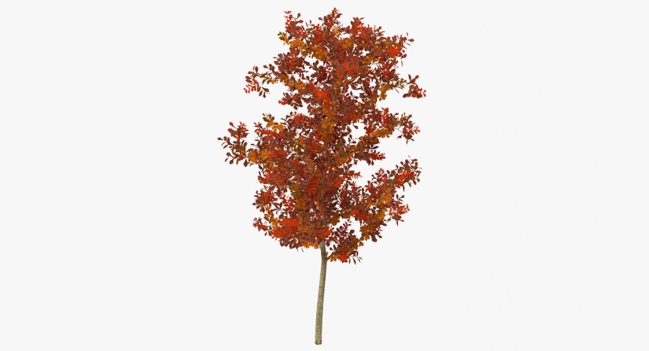 3D model Autumn Trees Collection 3