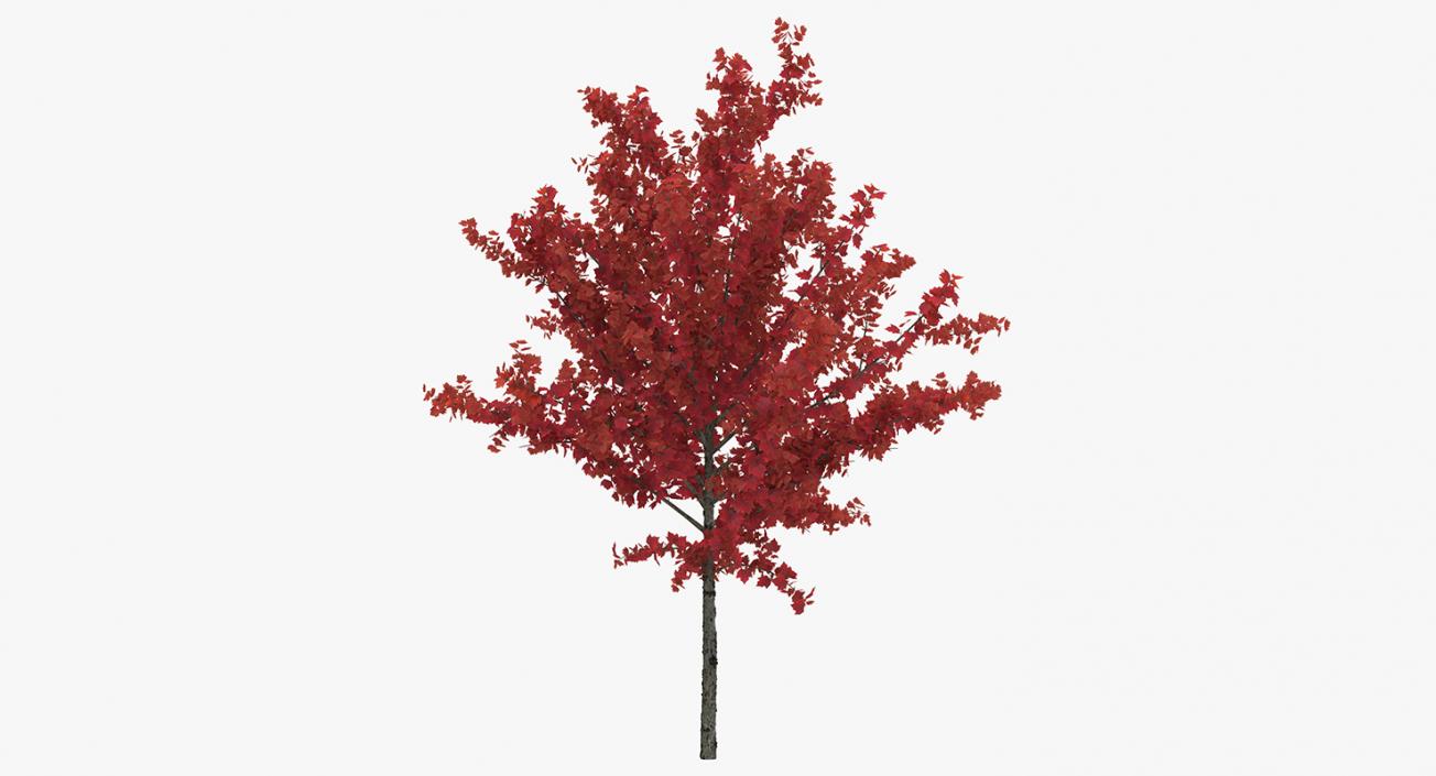 3D model Autumn Trees Collection 3