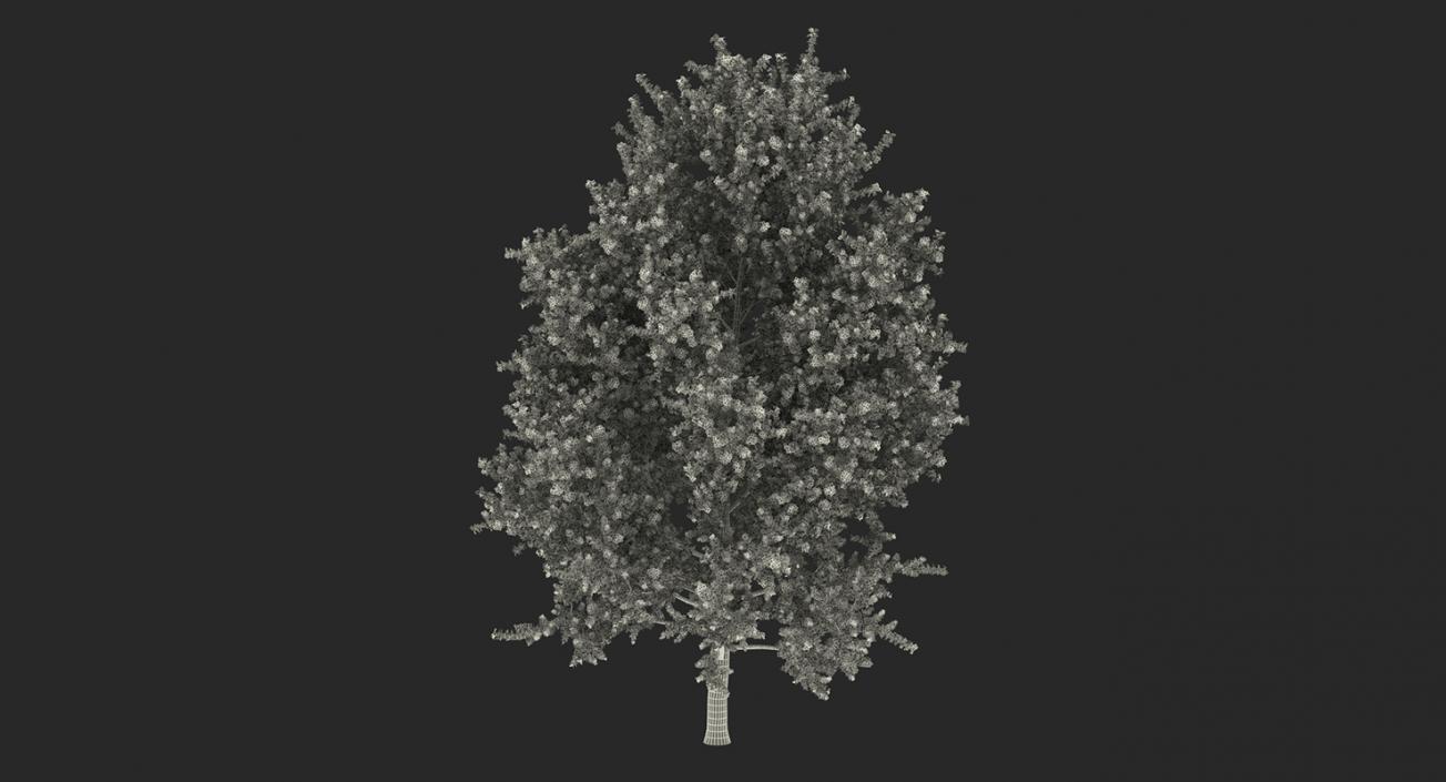 3D model Autumn Trees Collection 3