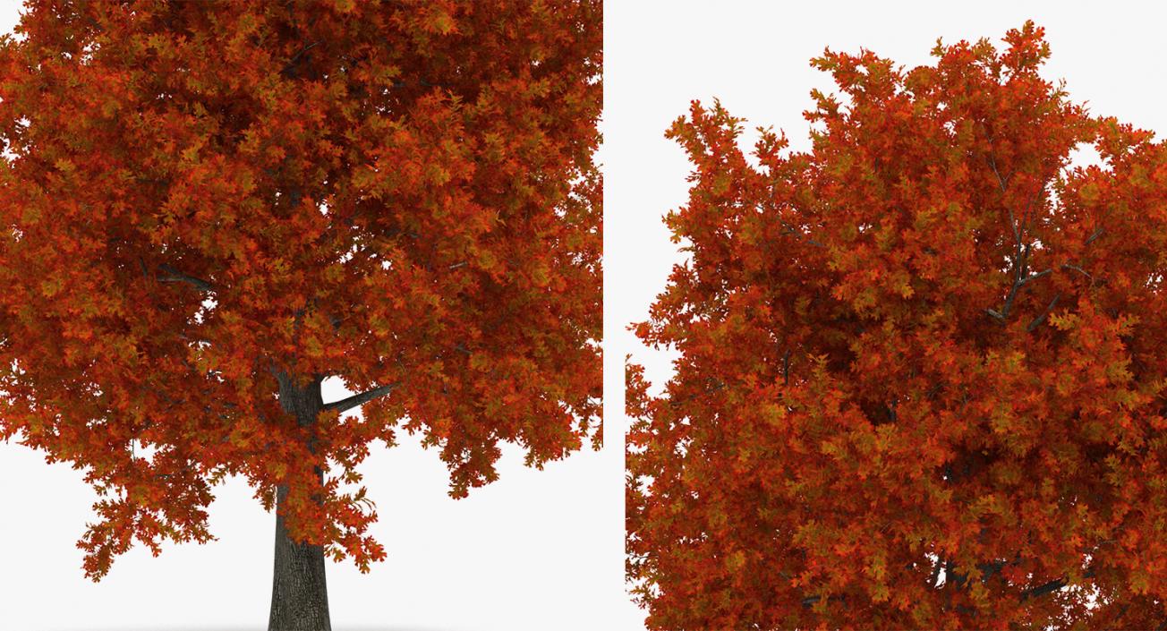 3D model Autumn Trees Collection 3