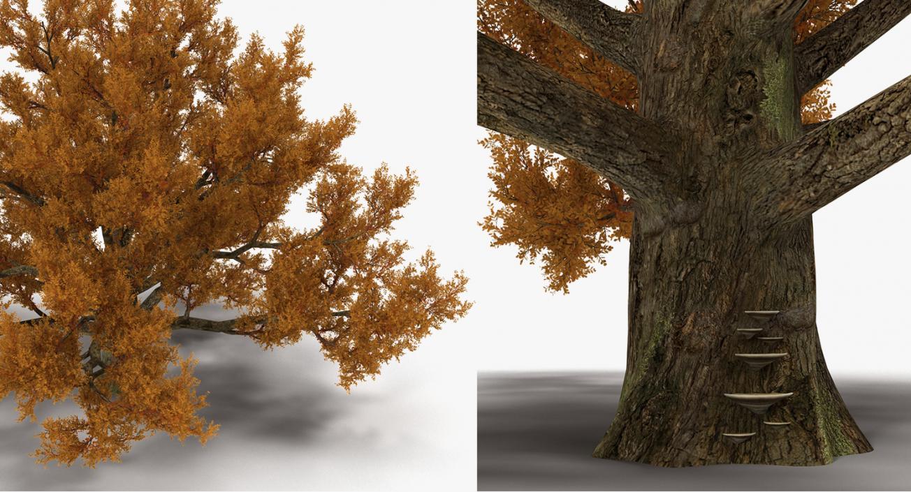 3D model Autumn Trees Collection 3