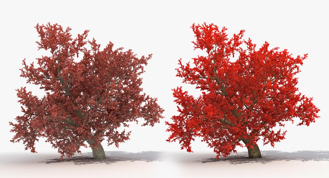 3D model Autumn Trees Collection 3