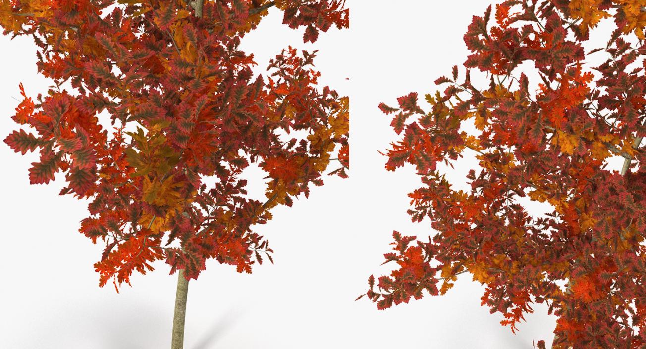 3D model Autumn Trees Collection 3