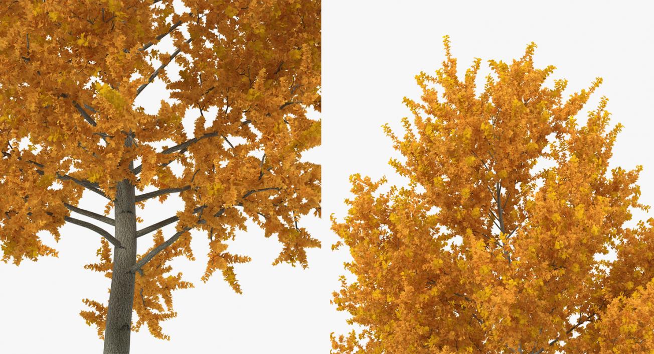 3D model Autumn Trees Collection 3