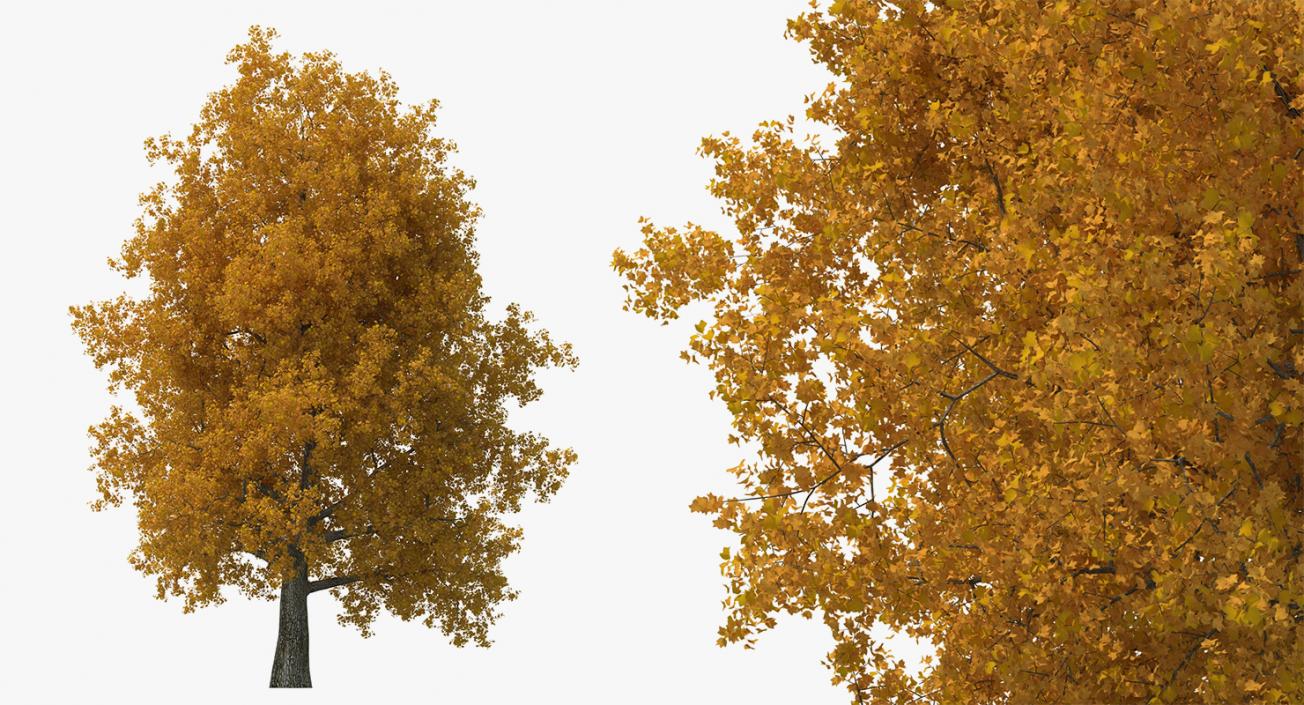 3D model Autumn Trees Collection 3