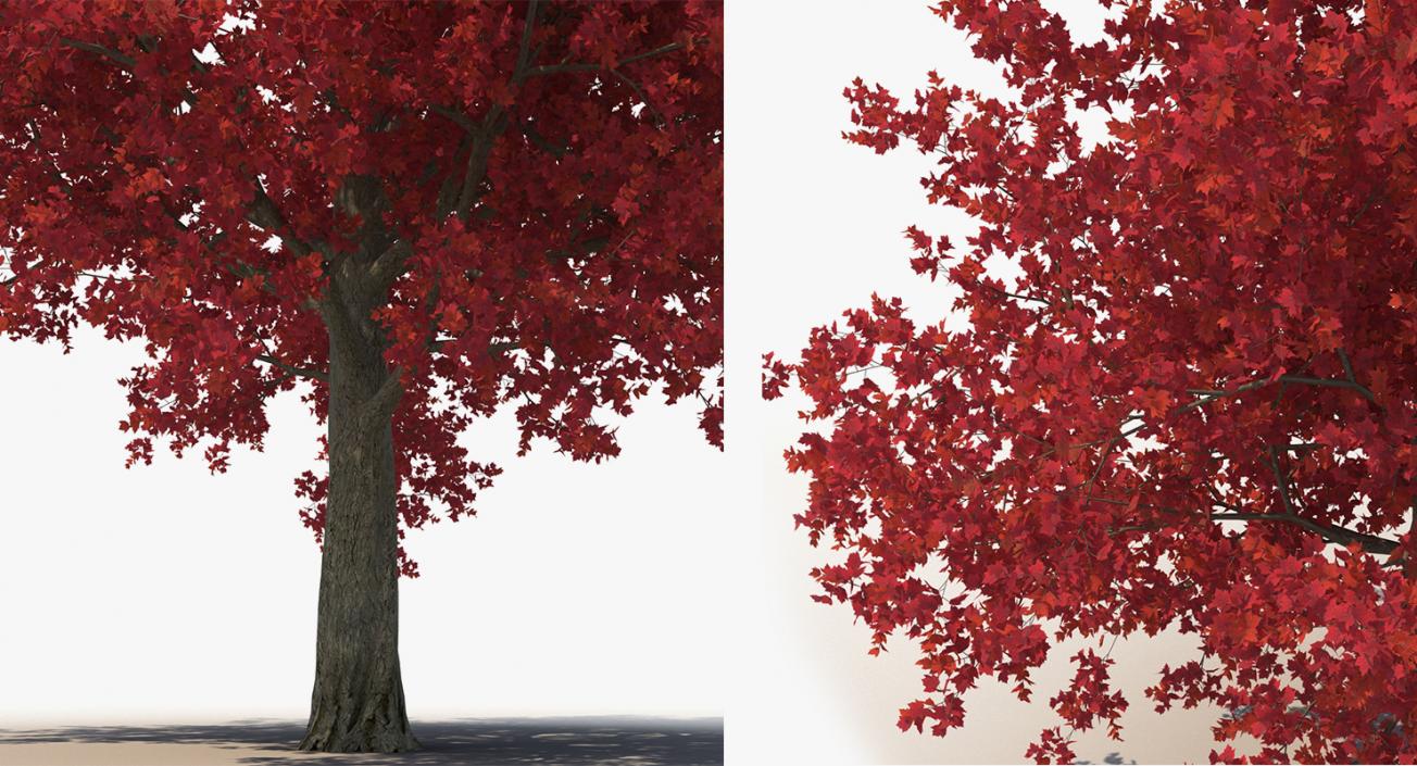 3D model Autumn Trees Collection 3