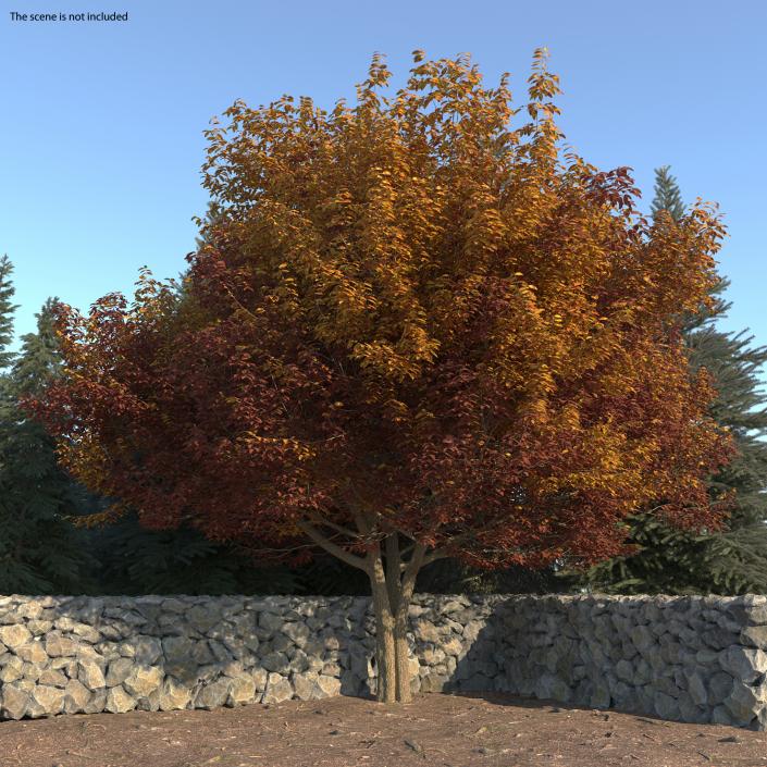 3D model Autumn Trees Collection 3