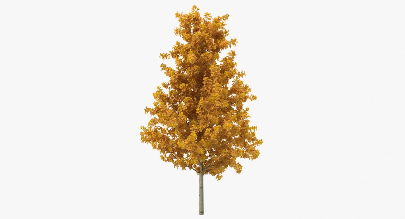 3D model Autumn Trees Collection 3