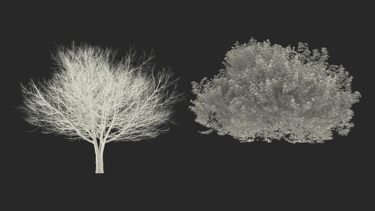 3D model Autumn Trees Collection 3