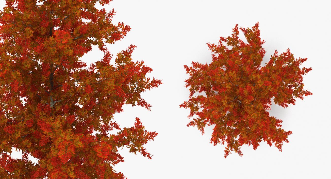 3D model Autumn Trees Collection 3