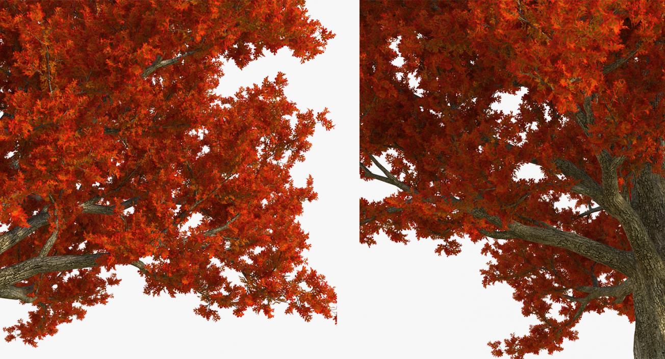 3D model Autumn Trees Collection 3