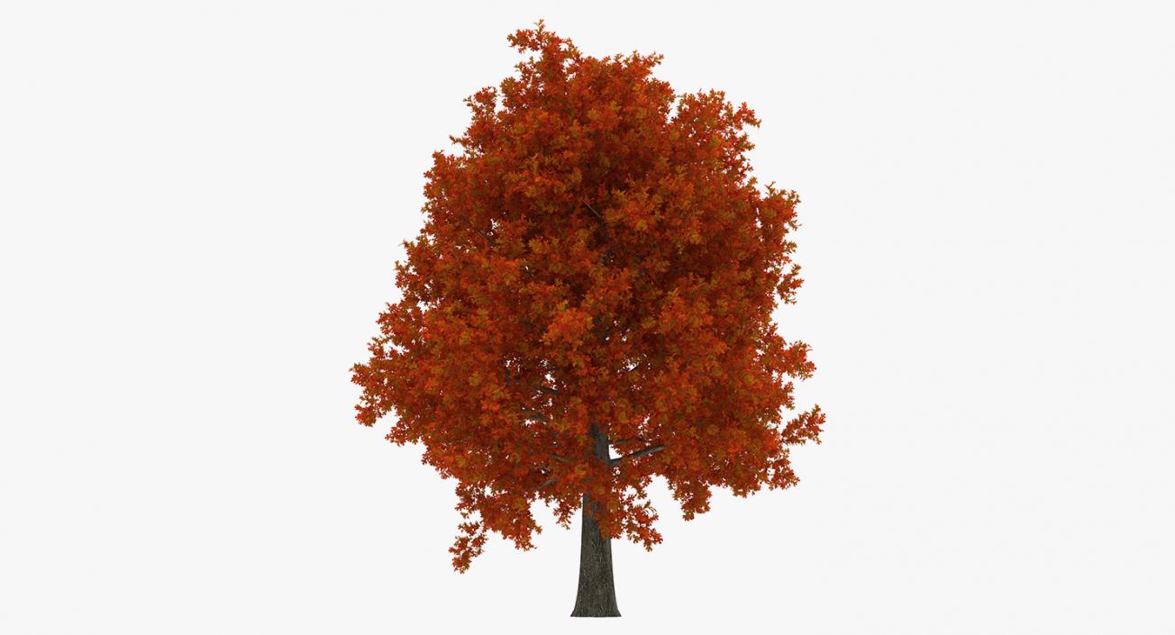 3D model Autumn Trees Collection 3