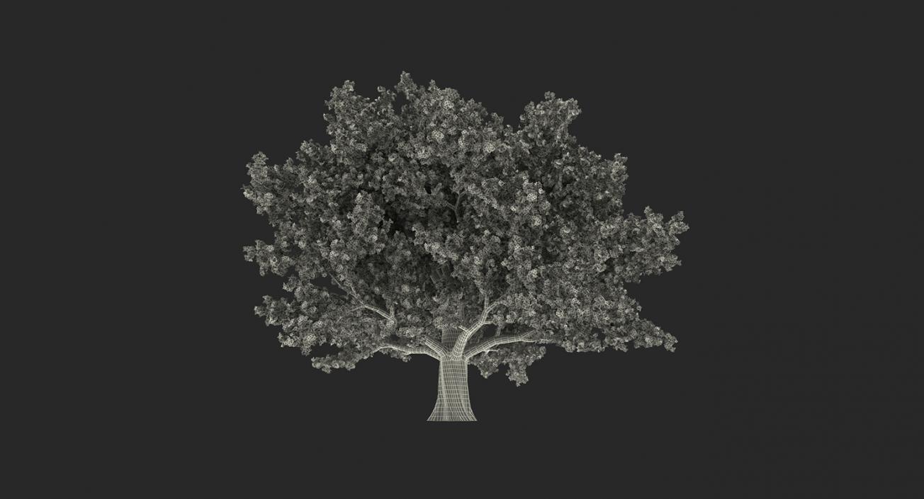 3D model Autumn Trees Collection 3