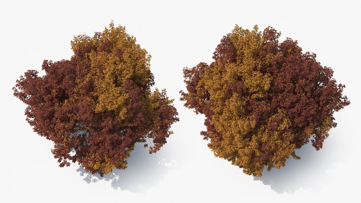 3D model Autumn Trees Collection 3