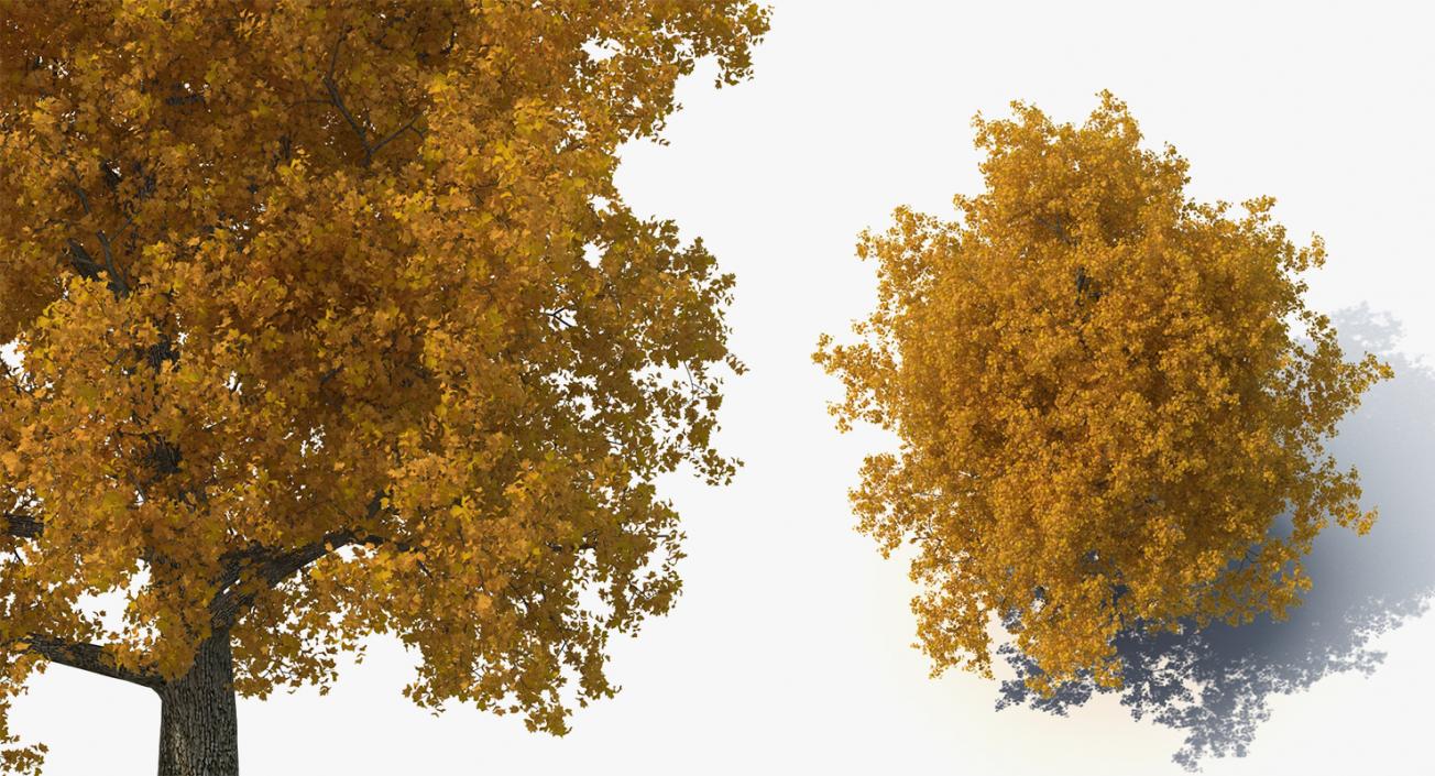 3D model Autumn Trees Collection 3