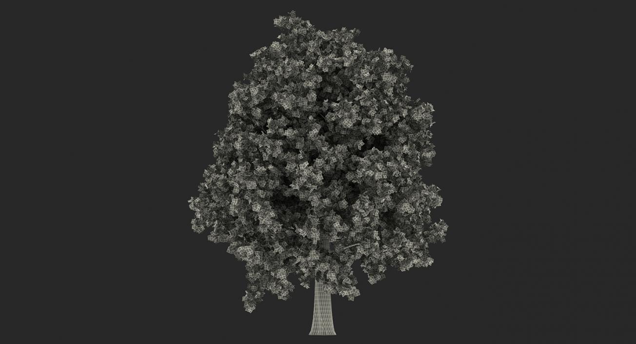 3D model Autumn Trees Collection 3