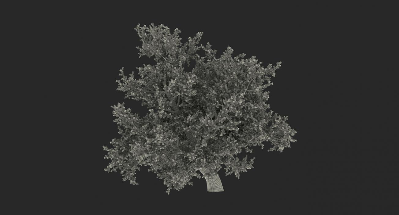 3D model Autumn Trees Collection 3