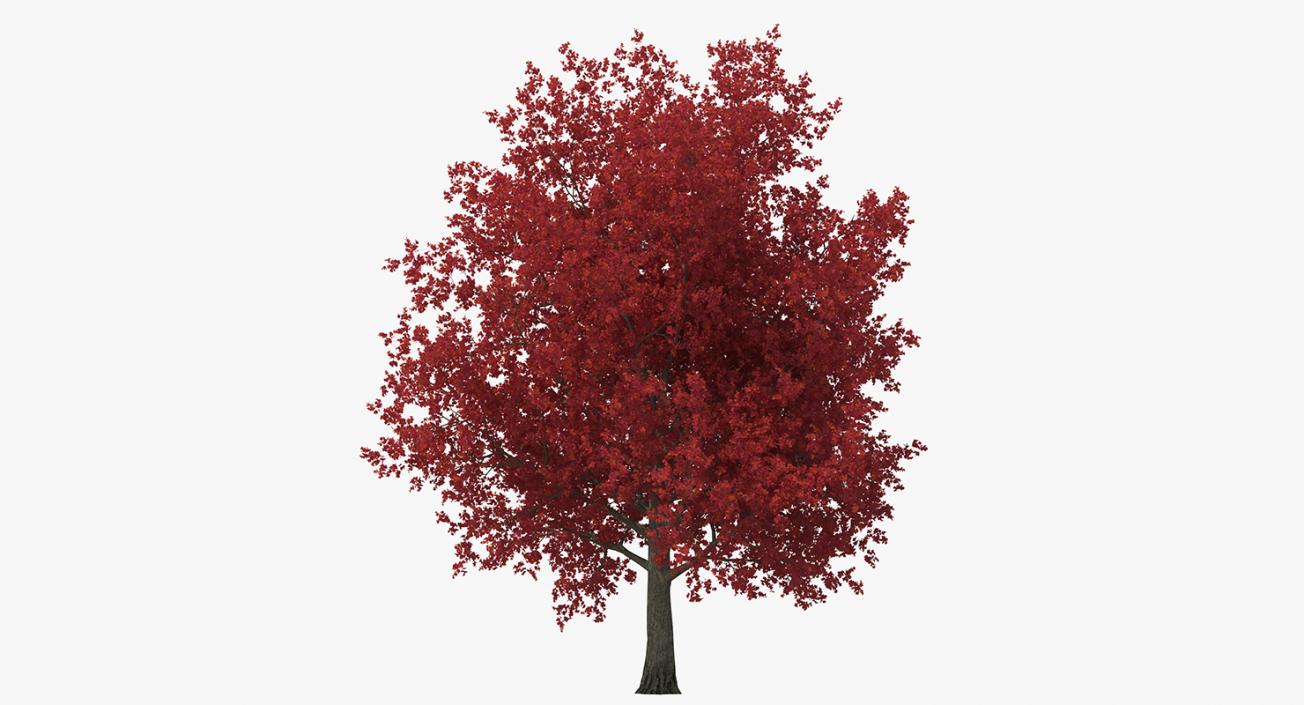 3D model Autumn Trees Collection 3