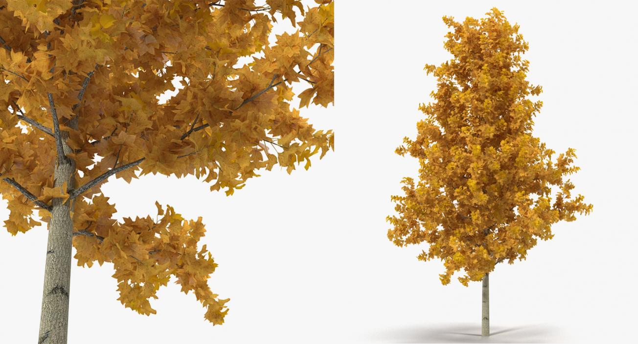 3D model Autumn Trees Collection 3