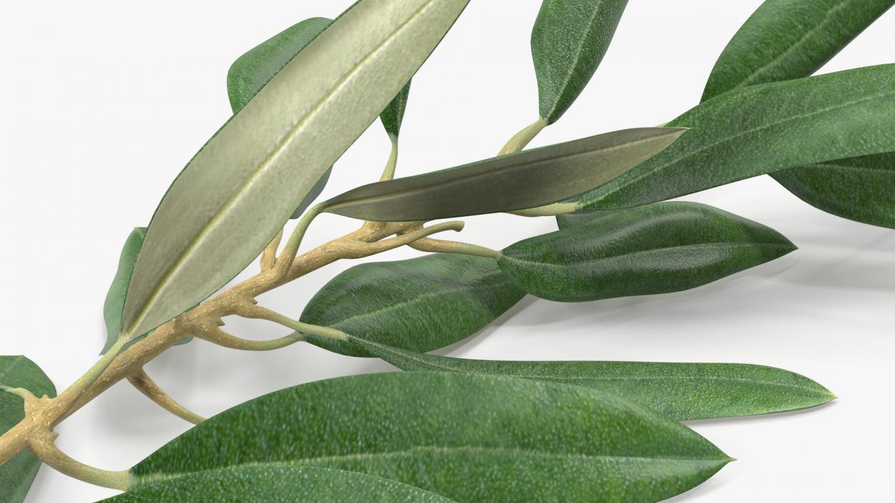 3D Olive Tree Branch No Olives Lying model