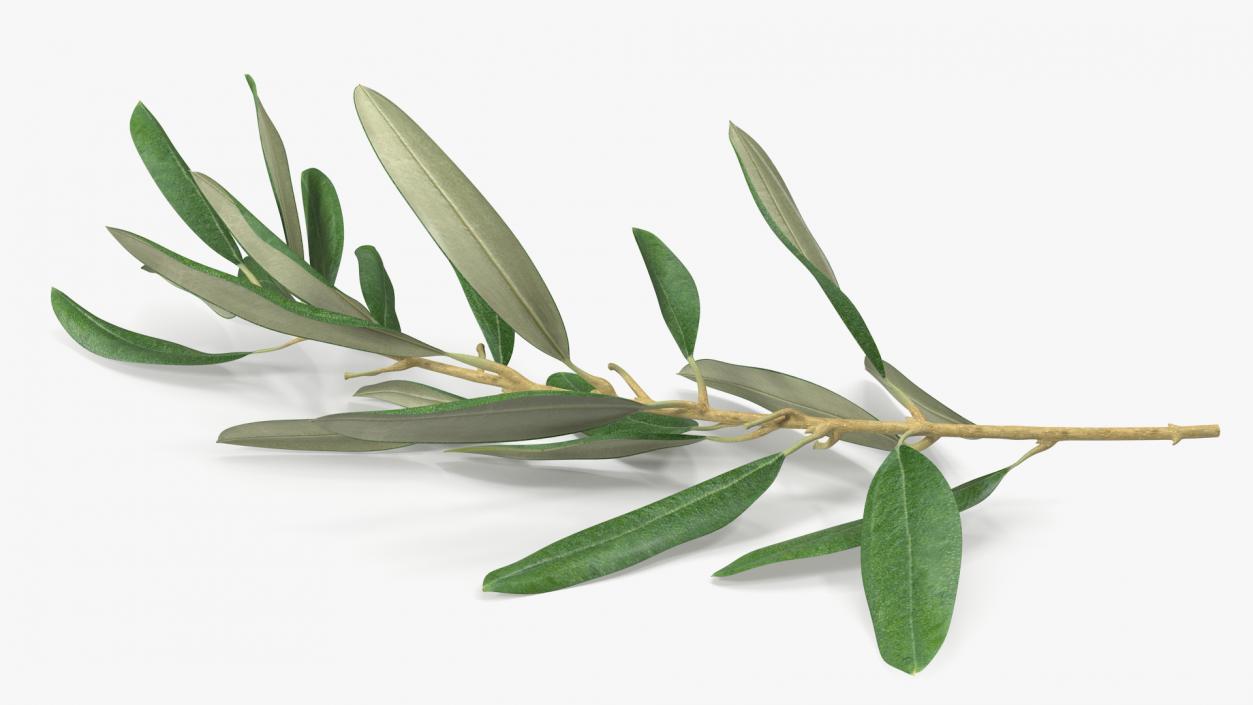 3D Olive Tree Branch No Olives Lying model