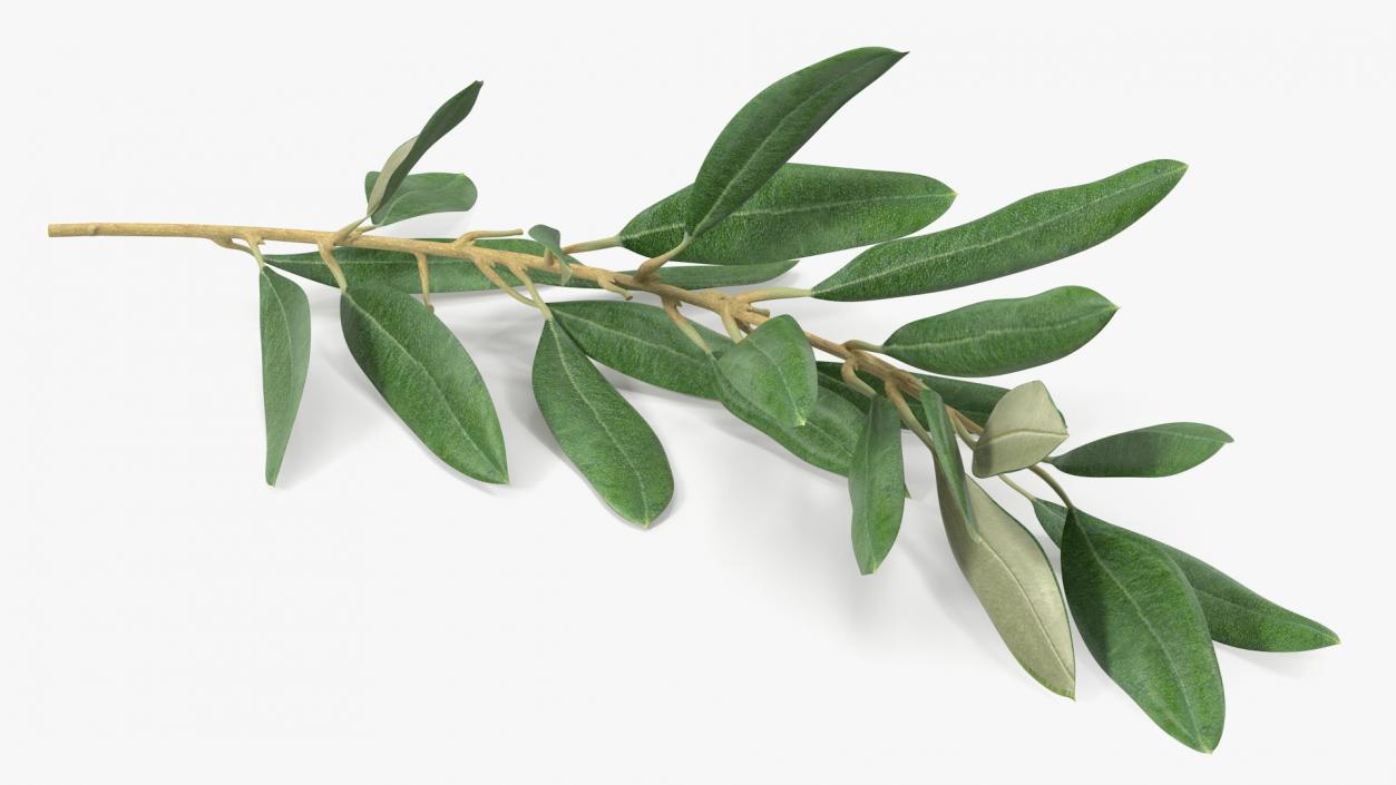 3D Olive Tree Branch No Olives Lying model