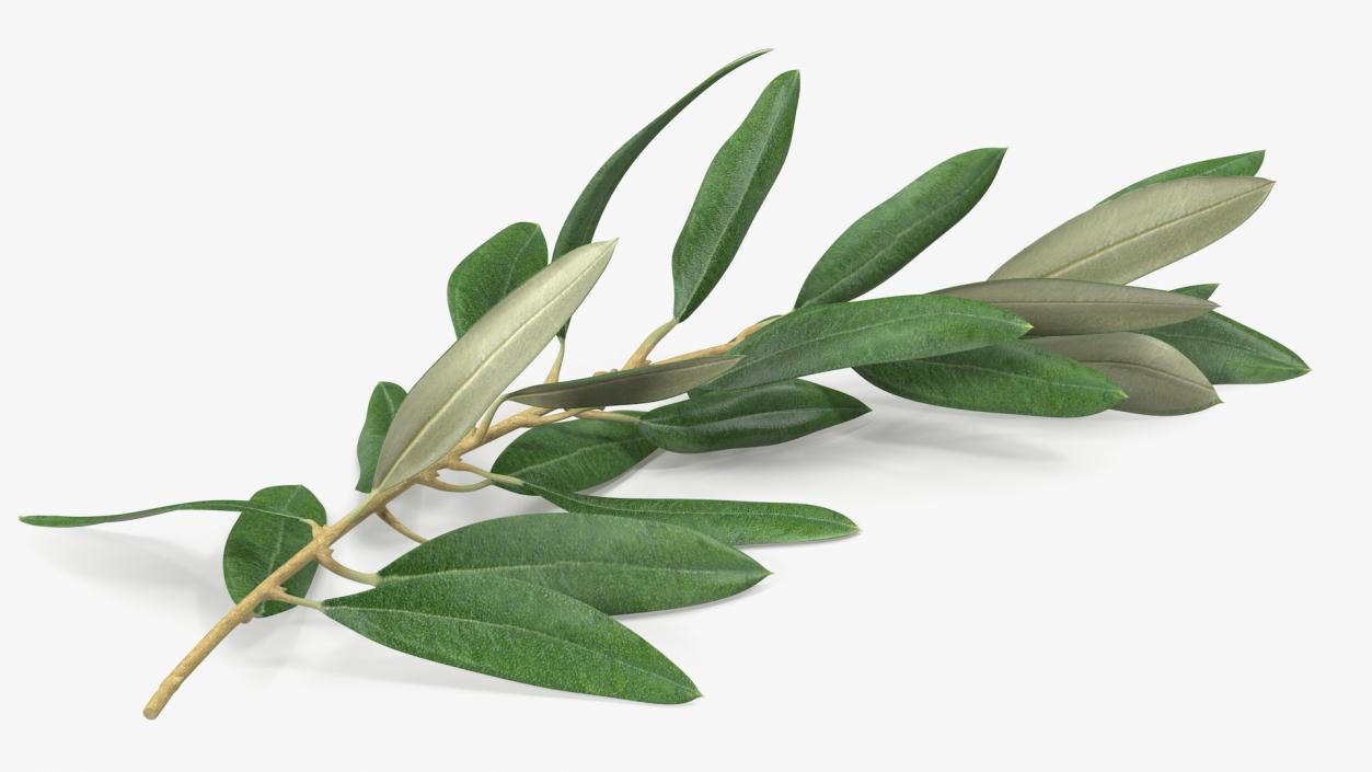 3D Olive Tree Branch No Olives Lying model