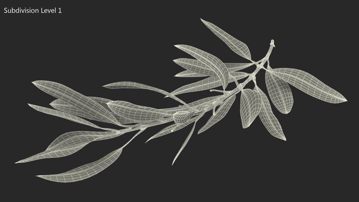 3D Olive Tree Branch No Olives Lying model