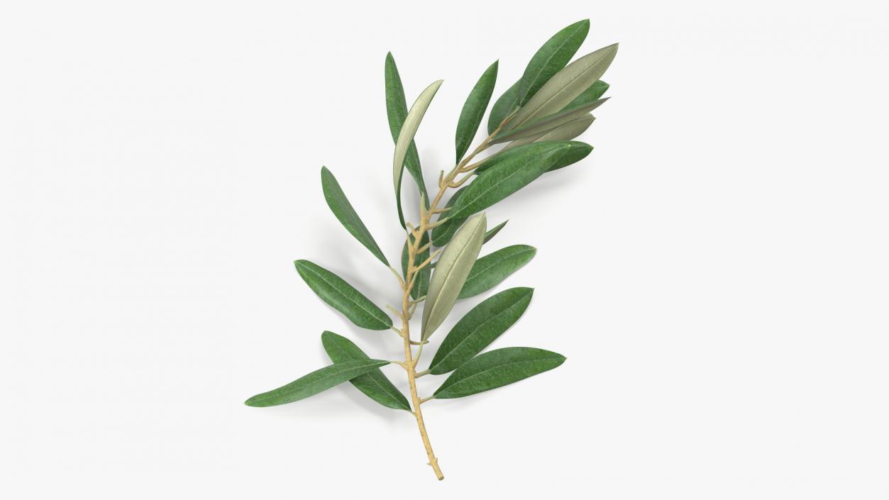 3D Olive Tree Branch No Olives Lying model