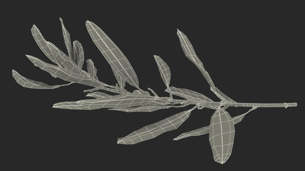 3D Olive Tree Branch No Olives Lying model