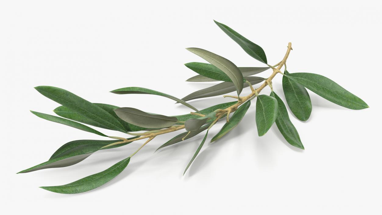 3D Olive Tree Branch No Olives Lying model