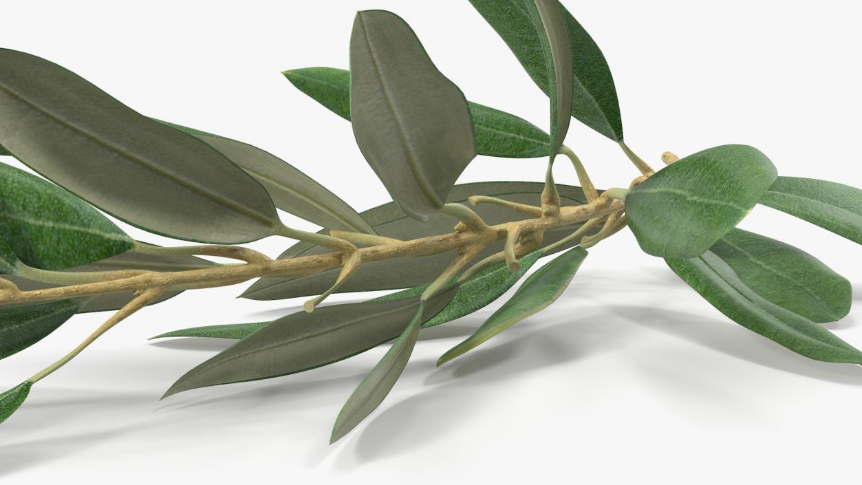 3D Olive Tree Branch No Olives Lying model