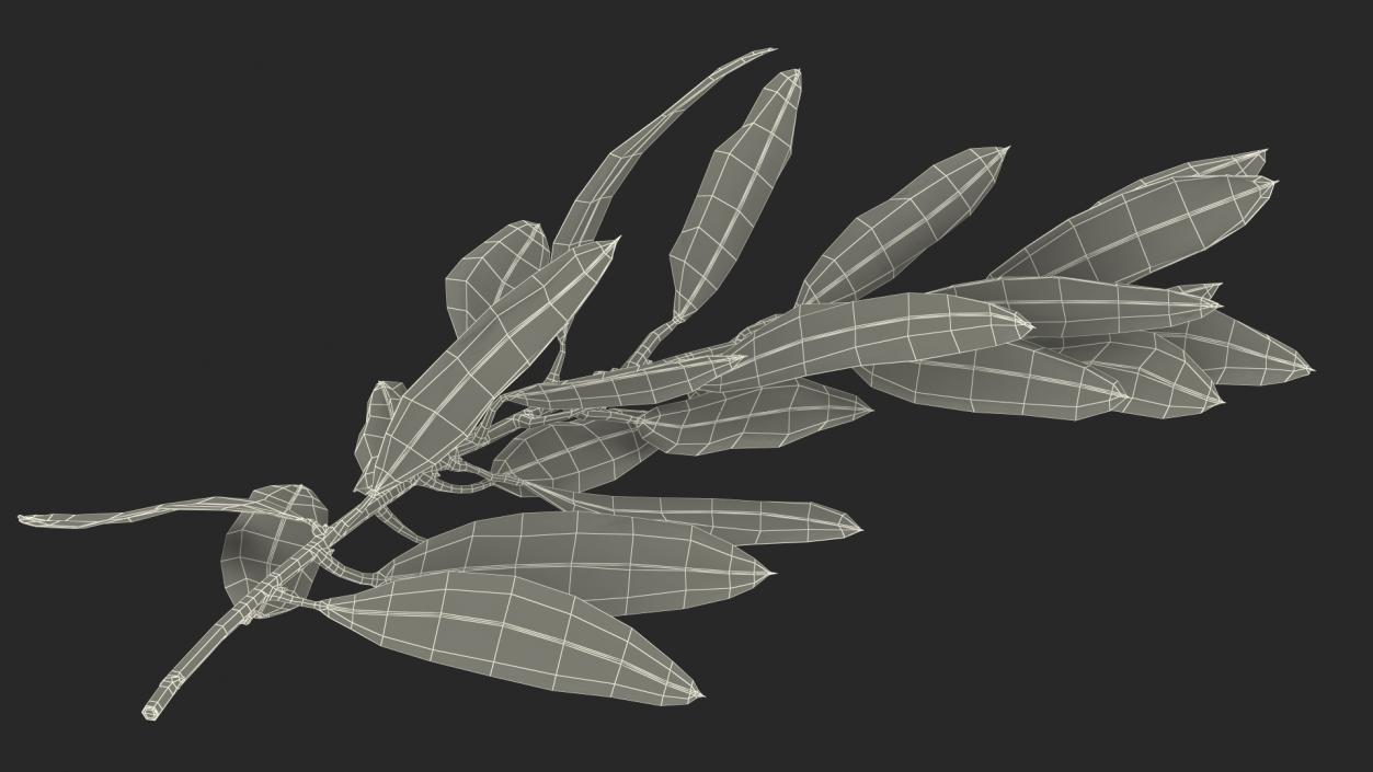 3D Olive Tree Branch No Olives Lying model