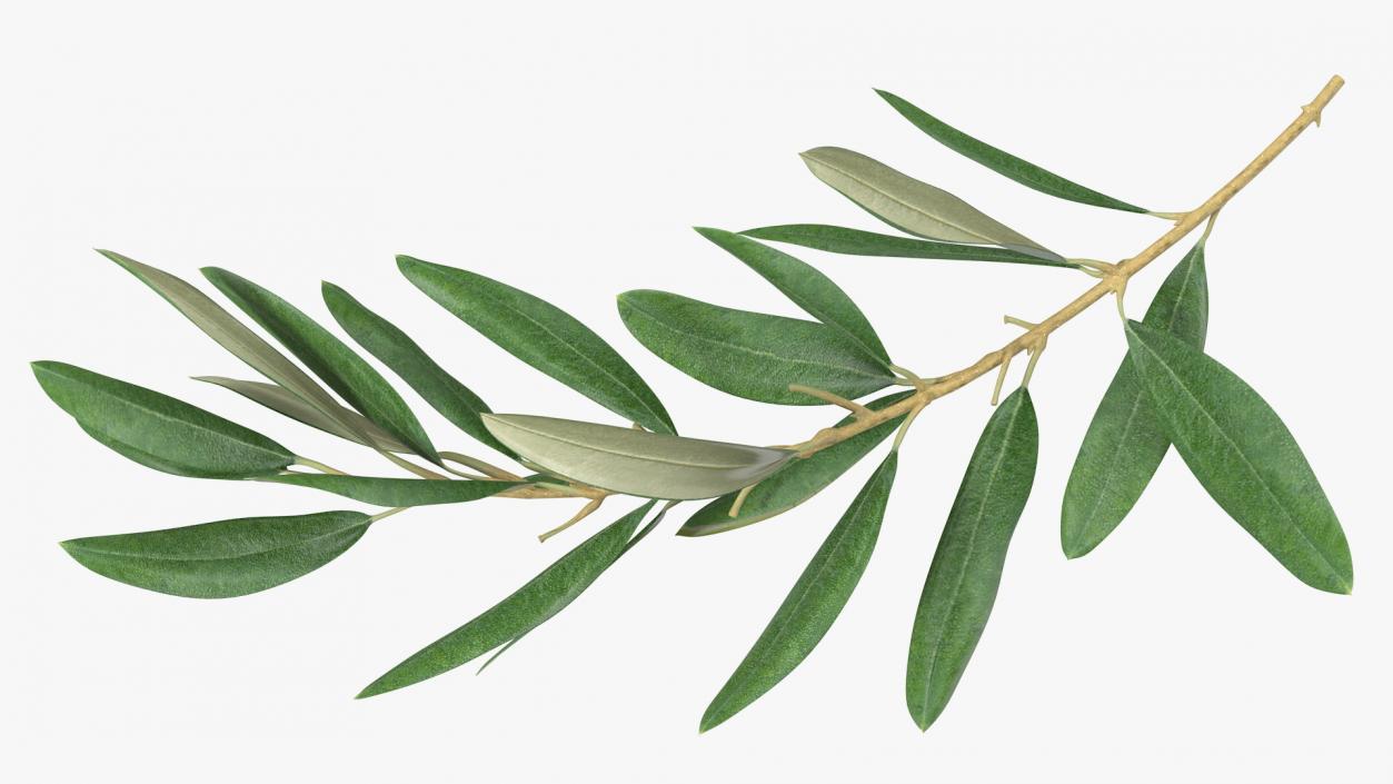 3D Olive Tree Branch No Olives Lying model