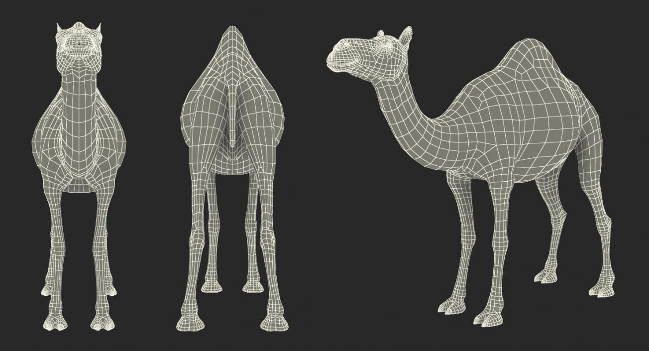 Camel 3D model