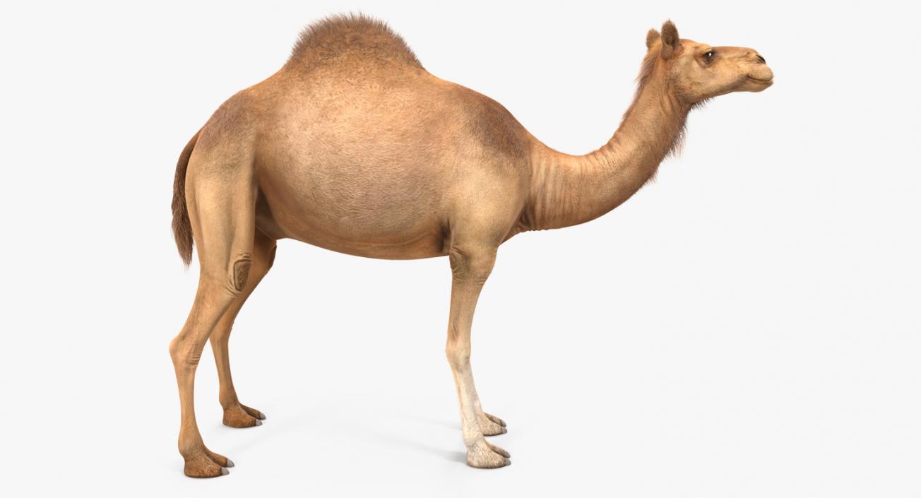 Camel 3D model