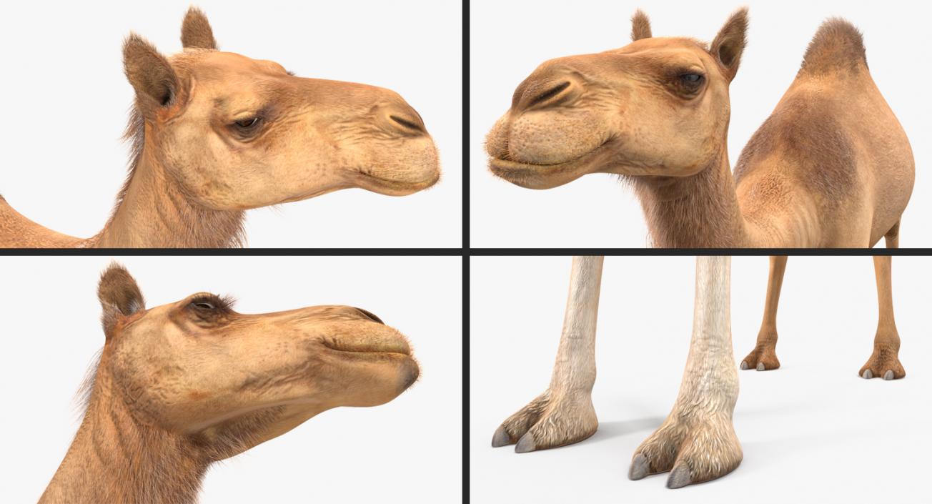 Camel 3D model