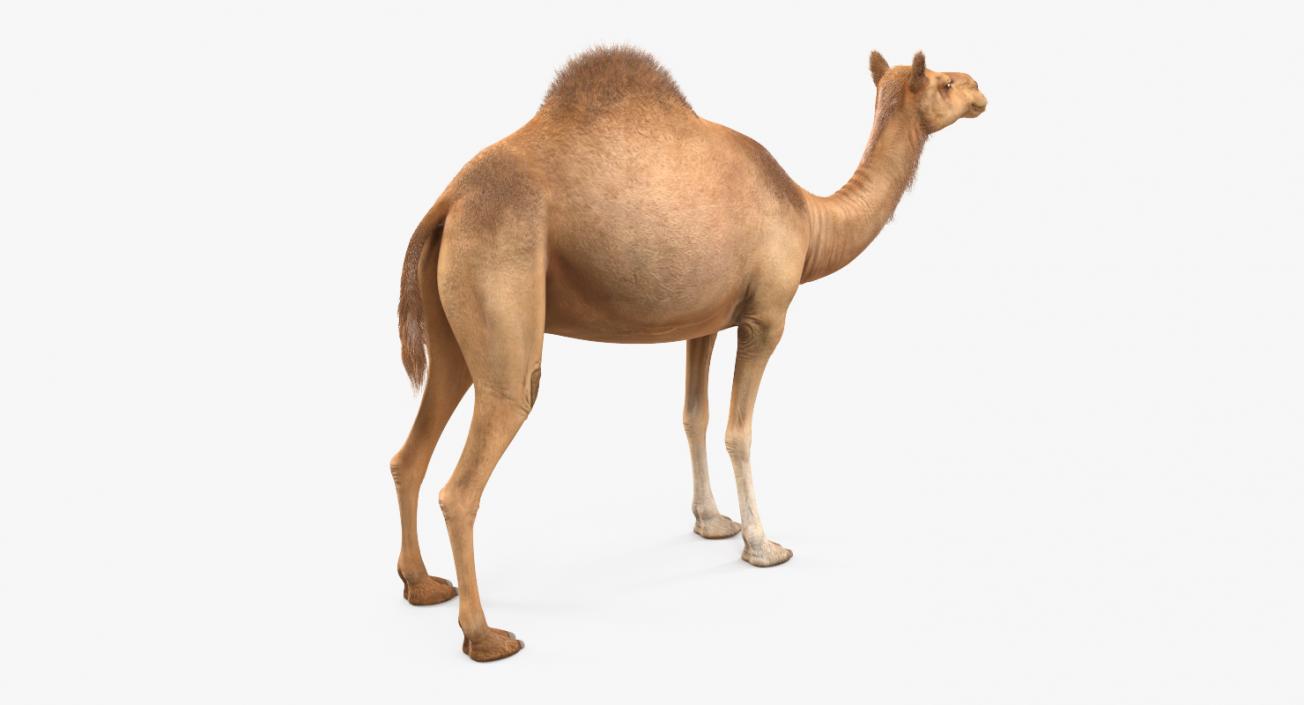 Camel 3D model