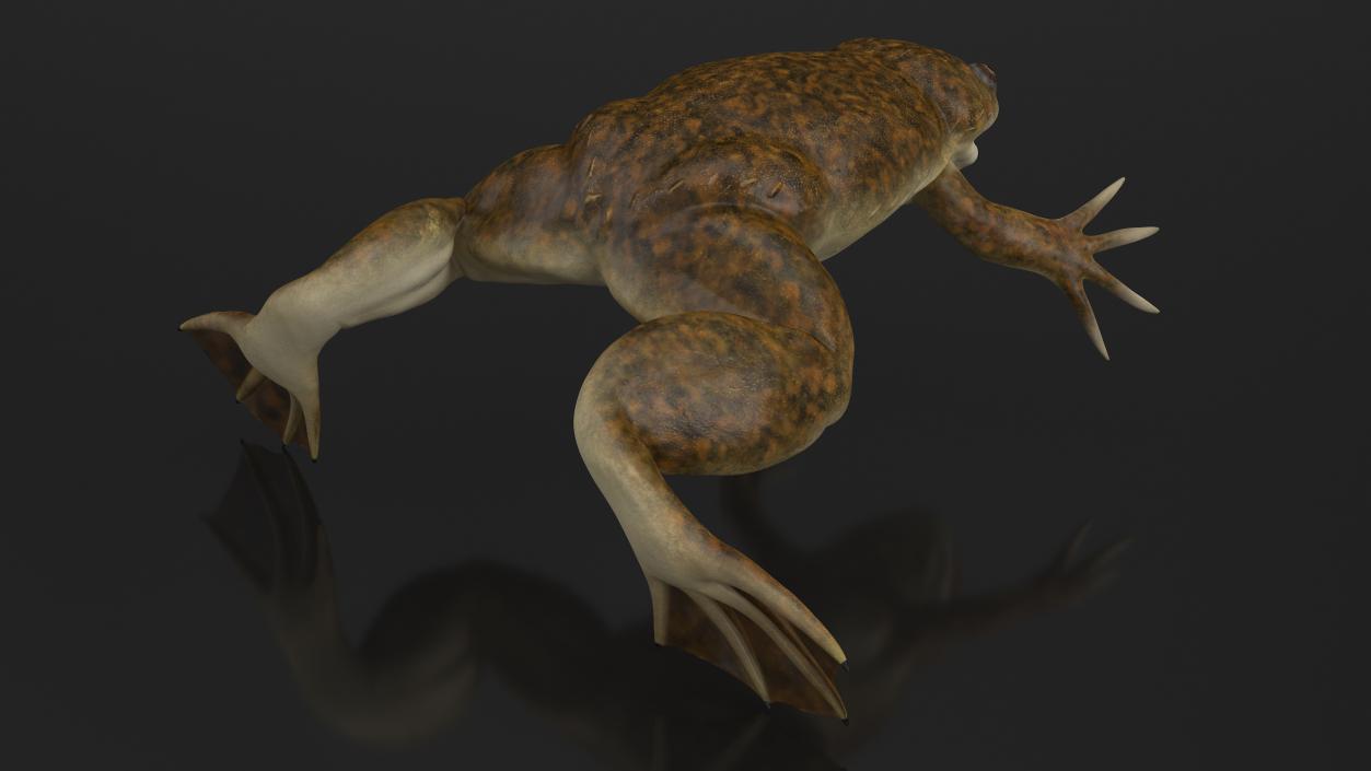 3D African Claw-toe Frog Rigged model