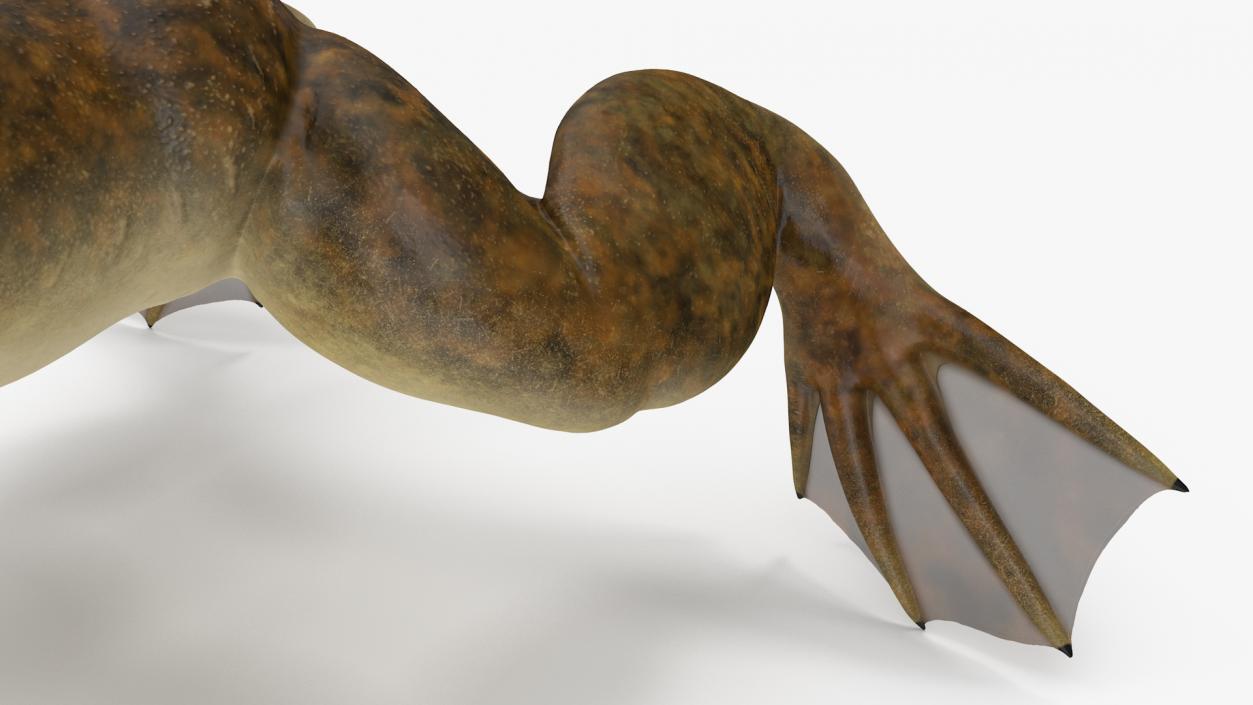 3D African Claw-toe Frog Rigged model