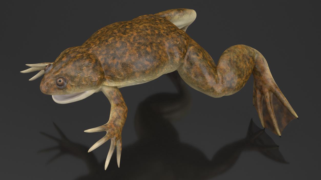 3D African Claw-toe Frog Rigged model