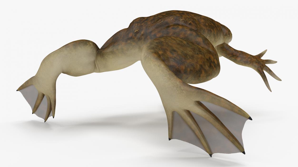 3D African Claw-toe Frog Rigged model