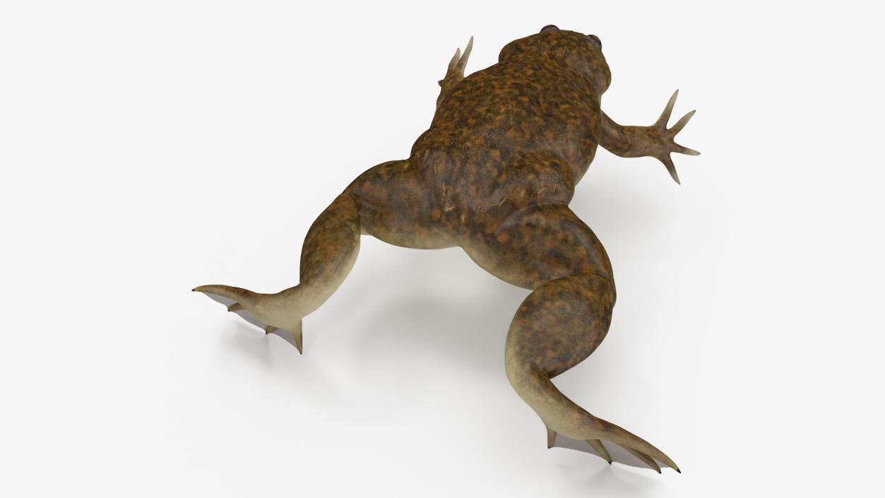 3D African Claw-toe Frog Rigged model