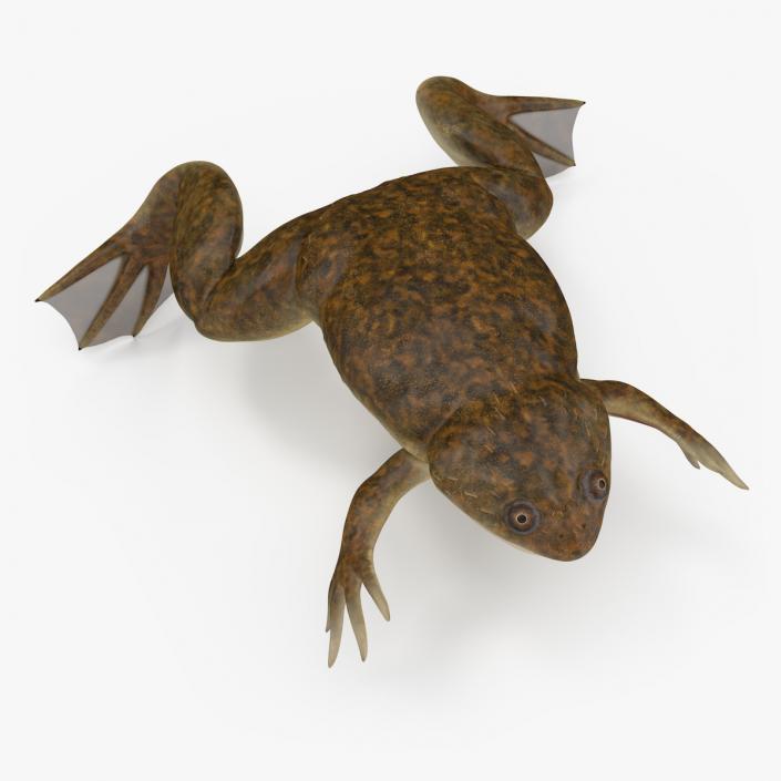 3D African Claw-toe Frog Rigged model