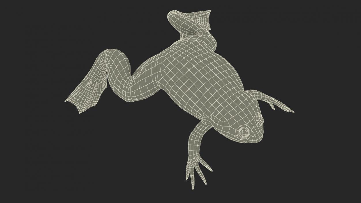 3D African Claw-toe Frog Rigged model