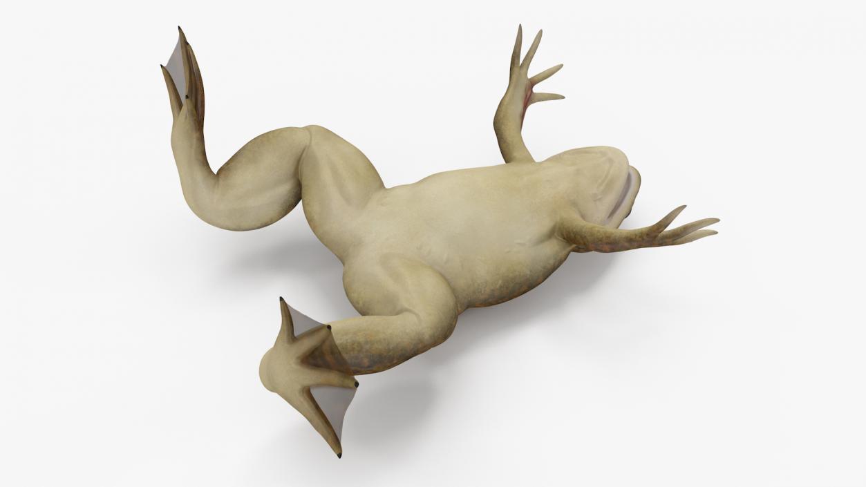 3D African Claw-toe Frog Rigged model