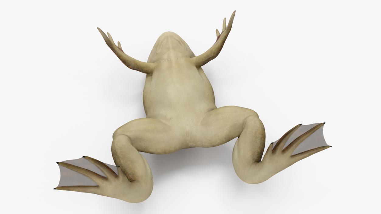 3D African Claw-toe Frog Rigged model