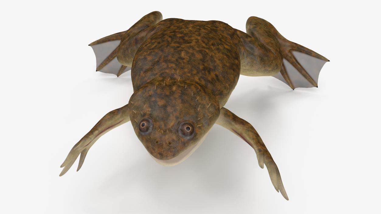 3D African Claw-toe Frog Rigged model