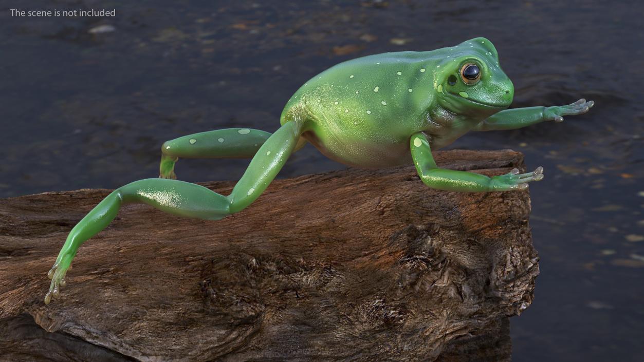 Ranoidea Caerulea Frog 3D