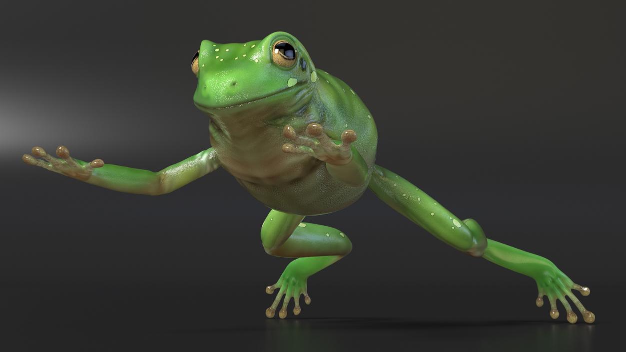 Ranoidea Caerulea Frog 3D